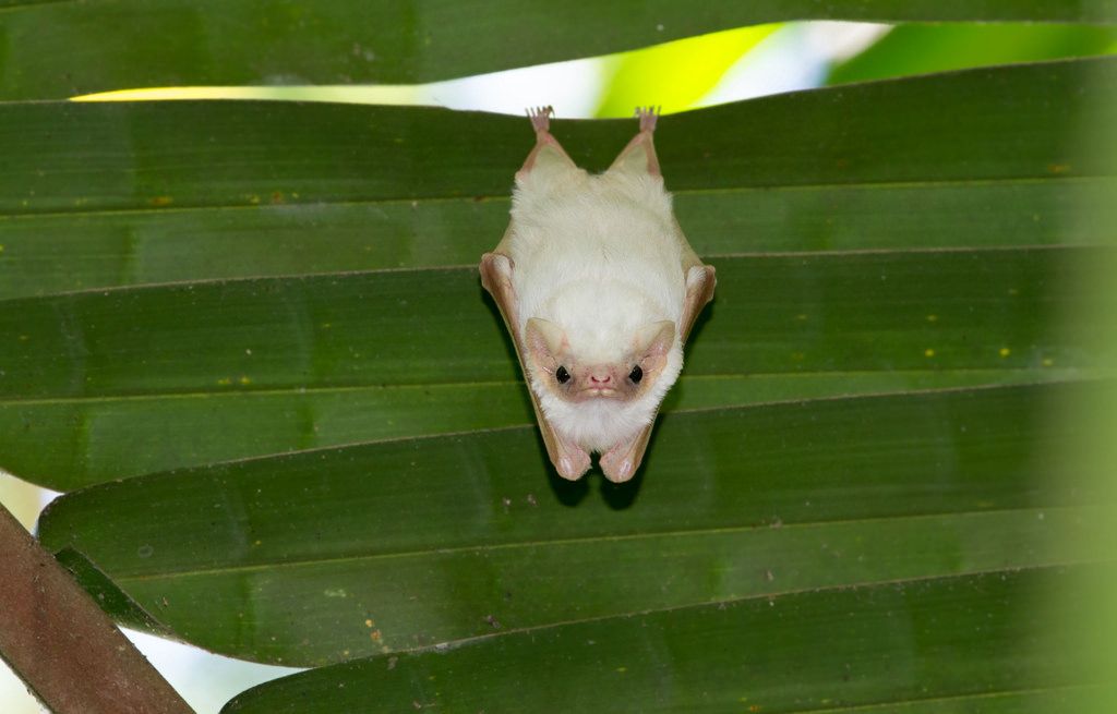 Cute Picture of Bat Hanging Upside down